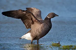 Bernicla: Brent Goose