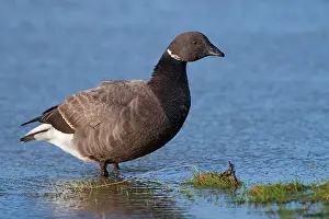 Bernicla: Brent Goose