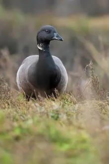 Bernicla: Brent Goose