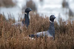 Bernicla: Brent Goose