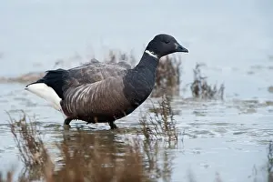 Bernicla: Brent Goose