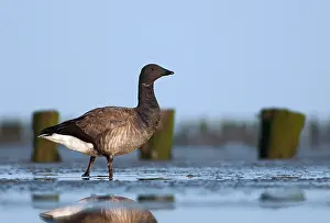Bernicla: Brent Goose