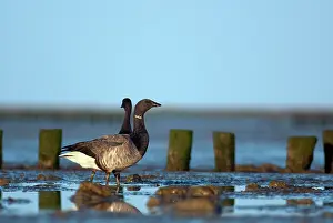 Bernicla: Brent Goose