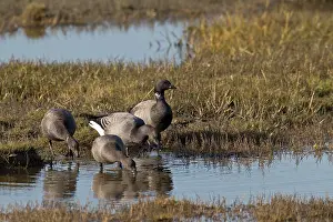 Bernicla: Brent Goose