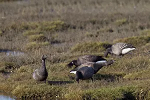 Bernicla: Brent Goose
