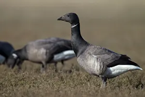 Bernicla: Brent Goose