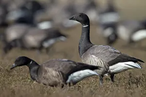 Bernicla: Brent Goose