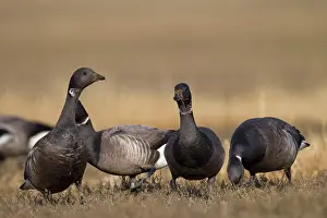 Bernicla: Brent Goose