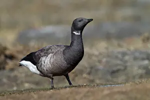 Bernicla: Brent Goose