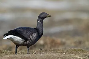 Bernicla: Brent Goose