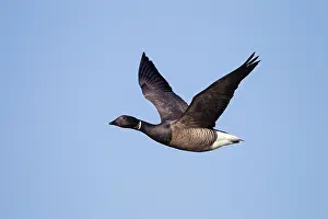 Bernicla: Brent Goose