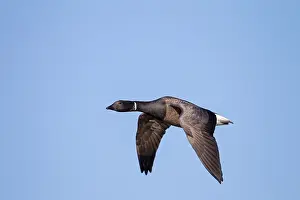 Bernicla: Brent Goose