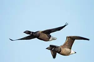 Bernicla: Brent Goose