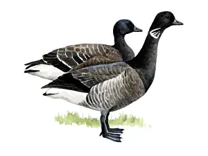 Bernicla: Brent Goose