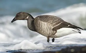 Zeeland: Brent Goose