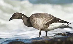 Zeeland: Brent Goose