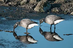Bernicla: Brent Goose