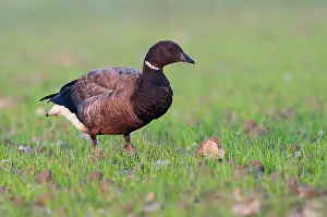 Bernicla: Brent Goose