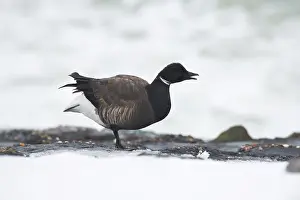 Bernicla: Brent Goose