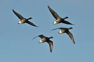 Bernicla: Brent Goose