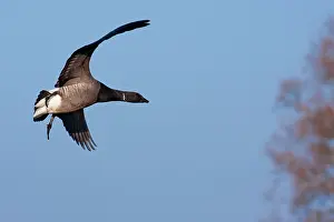 David Kilbey: Brent Goose - adult in flight coming in to land