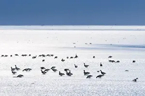Bernicla: Brent Goose (Brante bernicla) flock foraging on