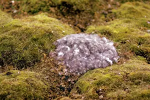 Bernicla: Brent Goose - down covered nest
