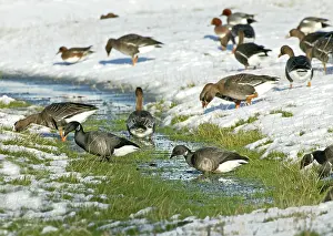 Bernicla: Brent Goose - Feeding on snow covered marshland