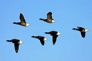 Brent: Brent Goose - In Flight