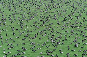 Bernicla: Brent GOOSE - flock feeding on coastal meadow