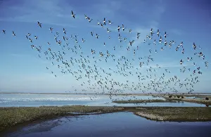 Bernicla: Brent Goose - flock in flight