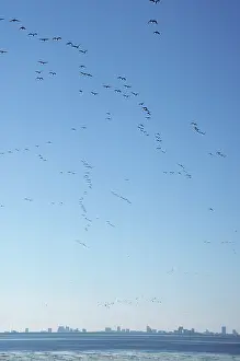 Bernicla: Brent Goose - flock in flight over Atlantic City