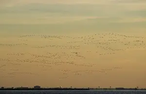 Bernicla: Brent Goose - flock in flight with Atlantic City