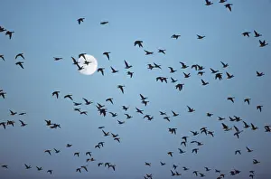 Bernicla: Brent Goose - flock in flight against full moon