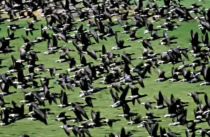 Bernicla: Brent GOOSE - flock flying