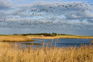 Bernicla: Brent Goose - Flock flying over lake and reedbeds