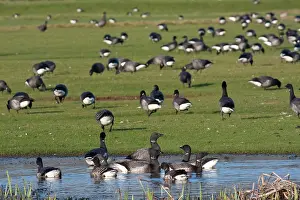 Bernicla: Brent goose - a flock of geese feeding on short
