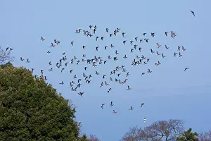 Bernicla: Brent goose - a flock of geese moving off to feeding grounds