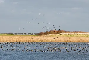 Bernicla: Brent Goose - Flock on water others landing for