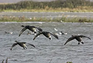 Bernicla: Brent Goose - Flying over flooded marshland by salt water