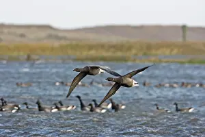 Bernicla: Brent Goose - Flying over flooded marshland by salt water