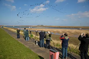 Photographers: Brent Goose - Flying off saltmarsh with watching