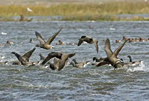 Bernicla: Brent Goose - Flying swimming over flooded marshland