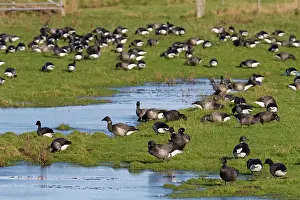 Floods: Brent Goose - Large flock of geese grazing on flooded
