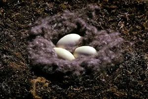 Bernicla: Brent Goose - nest with eggs