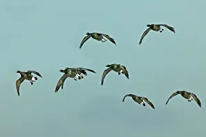 Bernicla: Brent Goose small flock in flight