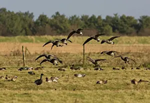 Bernicla: Brent Goose - Small flock landing in grassfield