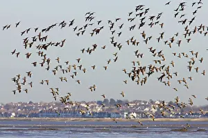 Brent: Brent Goose - Winter Flock in Flight over Whitstable Bay