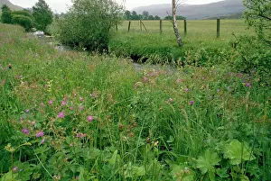 Cranesbills: Brerechan Hay Meadow - with Wood Cranesbill