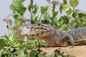 Caiman: Bresil, Mato Grosso, Pantanal, Sud de Cuiaba, Caiman